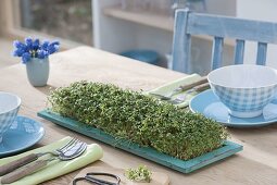 Cress as edible table decoration on turquoise saucer