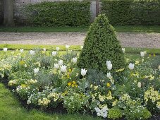 White-yellow spring in the Freising court garden