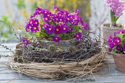 Primula X pruhoniciana 'Wanda' (carpet primrose, cushion primrose)