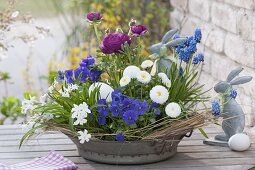 Metal bowl planted with spring flowering plants: Bellis (Centaury), Viol