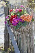 Korbkasten mit Primula acaulis (Primeln) und Ranunculus (Ranunkeln)