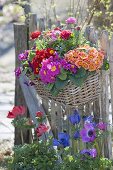 Korbkasten mit Primula acaulis (Primeln) und Ranunculus (Ranunkeln)