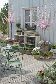 Spring terrace with Prunus triloba (almond tree) in baskets