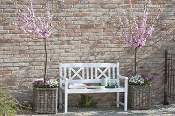 Almond trees in baskets and white bench in front of brick wall