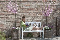 Almond trees in baskets and white bench in front of brick wall