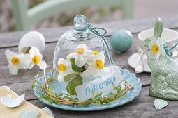 Small plate decoration with daffodils under a glass dome
