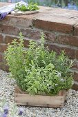 Herbs on gravel terrace at garden wall