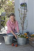 Plant dwarf pear in large zinc tubs