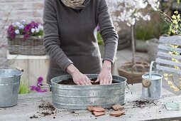 Grow radish in a zinc pan