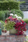 Nemesia Sunsatia Plus 'Strawberry' (Elfenspiegel), Abelia 'Kaleidoskop'