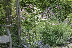 Aquilegia (Akelei) mit Lychnis coronaria (Vexiernelke) und Nepeta