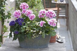 Pelargonium zonale 'Moonlight Katy' (Stehende Geranien), Heliotropium