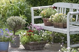 Baskets and pots of herbs and edible flowers on and on bench