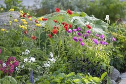 Colorful early summer bed, Geranium psilostemon