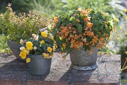 Begonia sutherlandii 'Papaya', Begonia tuberhybrida 'Nonstop Yellow'