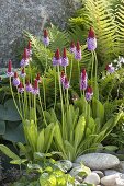 Primula vialii - Orchideen-Primel