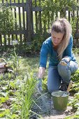 Frau streut Kalk im Gemüsegarten