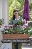 Pelargonium zonale 'Moonlight Katy' (Stehende Geranien), Diascia Breezee