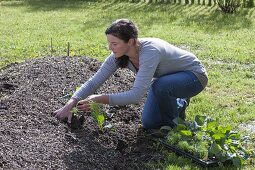 Create and plant the hillside