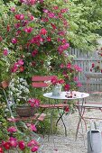 Kleiner Sitzplatz auf Kiesterrasse mit Rose 'Scharlachglut'