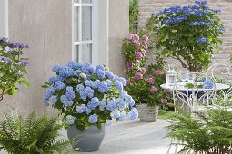 Shady terrace with blue hydrangeas