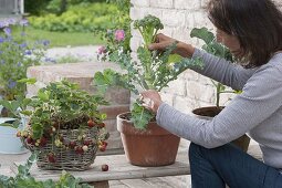 Erdbeeren (Fragaria) im Korbkasten und Brokkoli (Brassica) in Tontoepfen