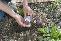 Vegetable sowing in organic garden