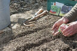 Vegetable sowing in organic garden