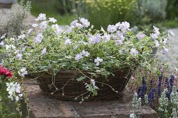 Geranium renardii - Kaukasus-Storchschnabel in Korb-Schale