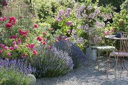 Lush flowering lavender with roses next to gravel terrace