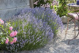 Ueppig blühender Lavendel (Lavandula) mit Rosen neben Kiesterrasse