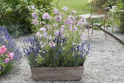 Sidalcea malviflora 'Elsie Heugh' (Praeriemalve) mit Lavendel