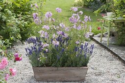 Sidalcea malviflora 'Elsie heugh' (prairie salve) with lavender