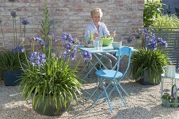 Mediterranean gravel terrace with Agapanthus africanus