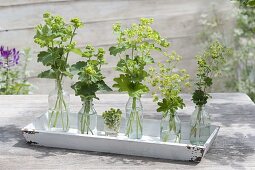 Various Alchemilla varieties in bottles as a board