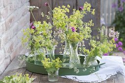 Alchemilla mollis (Frauenmantel), Dianthus (Karthaeusernelken), Silene