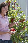 Frau pflückt rote Johannisbeeren (Ribes rubrum)