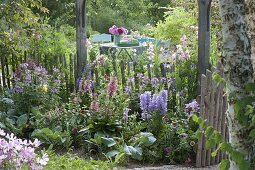 Halbschattiges Beet mit Campanula (Glockenblumen), Digitalis mertonensis