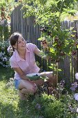 Woman picking blackberries 'Navaho' from the garden