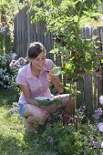 Woman picking blackberries 'Navaho' from the garden