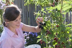 Frau pflückt Brombeeren 'Navaho' im Garten