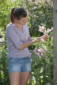 Frau schneidet Straeusschen aus Lathyrus odoratus (Duftwicken)