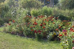 Rotes Beet mit Zinnia (Zinnien), Helenium 'Rubinzwerg' (Sonnenbraut)