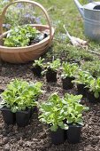 Corn salad in late summer in the garden plants