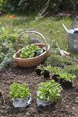 Corn salad in late summer in the garden plants