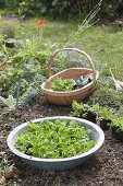 Feldsalat im Spätsommer in den Garten pflanzen