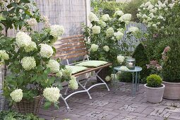 Sitzplatz auf Terrasse mit weissen Blüten