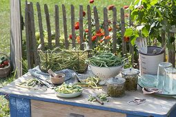 Freshly picked bush beans (Phaseolus) to preserve