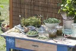 Freshly picked bush beans (Phaseolus) to preserve