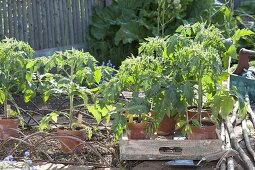 Plant tomatoes and marigolds in an organic garden bed